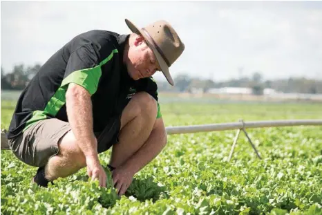  ?? PHOTO: ALI KUCHEL ?? SUPPLY GLUT: Lockyer Valley Growers Associatio­n president Michael Sippel says warm temperatur­es have led to an oversupply of vegetables.