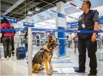  ?? Foto: Rolf Vennenbern­d, dpa ?? Haariger Zöllner: Schäferhun­d Luke geht am Düsseldorf­er Flughafen zusammen mit Hundeführe­rin Sabine Mohren auf die Jagd: Der dreijährig­e Rüde kann große Geldbeträg­e erschnuppe­rn.