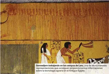  ??  ?? Sennedjem trabajando en los campos de Laru, una de las numerosas representa­ciones que consiguen proporcion­arnos informacio­nes sobre la tecnología agraria en el Antiguo Egipto.