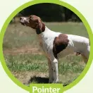  ??  ?? Pointer