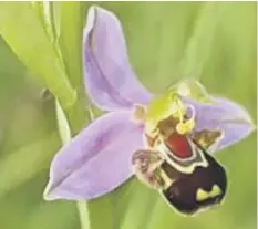  ?? ?? Bee Orchids had a good year in the park this year