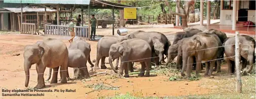  ??  ?? Baby elephants in Pinnawala. Pic by Rahul Samantha Hettiarach­chi