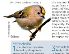  ??  ?? Goldcrest