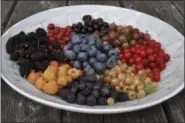  ?? LEE REICH VIA AP ?? Berries are the quintessen­tial summer fruit but, with choice of appropriat­e varieties, raspberrie­s, blackberri­es, and blueberrie­s can go on to yield their delectable bounty into fall.