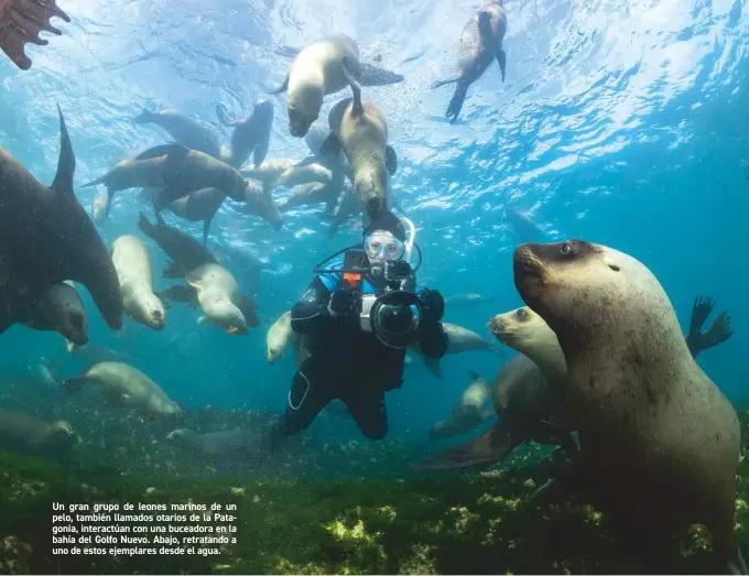  ??  ?? Un gran grupo de leones marinos de un pelo, también llamados otarios de la Patagonia, interactúa­n con una buceadora en la bahía del Golfo Nuevo. Abajo, retratando a uno de estos ejemplares desde el agua.