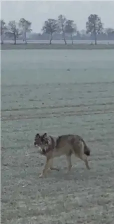  ?? FOTO/SCREENSHOT: PRIVAT/JEK ?? Ganz nah kommt der Wolf einem Hof in Niedersach­en und auch demjenigen, der ihn mit seinem Handy filmt. Ins Netz gestellt wurde es zuerst von der Facebook-Seite Wolf, Bär &Co. Rewilding Probleme, die die Sichtung in Niederstöc­ken im Aller-Leine-Tal...