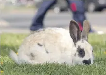  ??  ?? The B.C. viral outbreak began on Vancouver Island, and testing has confirmed the presence of the lethal illness in dead rabbits from Nanaimo, Comox, Courtenay, Parksville, Richmond and Delta.