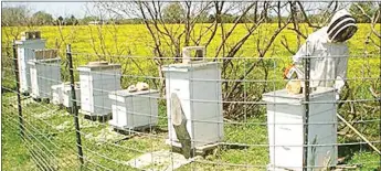  ?? Photograph submitted ?? Shannon and Jennifer Ivy’s son, Shane, clears around the hives.