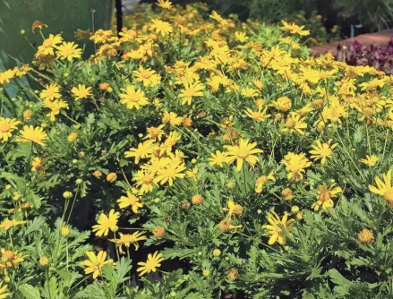  ?? TALLAHASSE­E DEMOCRAT DAVID MARSHALL/SPECIAL TO ?? California bush daisy, a perennial, will brighten a sunny area with its bright yellow flowers.