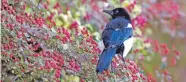  ??  ?? Magpie Pica pica, standing among red berries – September.