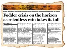  ??  ?? FLASHBACK: The ‘Sunday Independen­t’ highlighte­d the fodder crisis in our November 12 edition last year