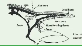  ??  ?? Line drawing of the anatomy of a horn.