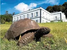  ?? — JOE hOLLIns/ dpa ?? Jonathan has lived long and prospered. The world’s oldest tortoise plodded through the completion of the first skyscraper in 1885 and weathered two world wars.