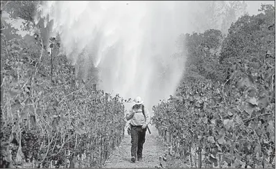  ?? AP/JAE C. HONG ?? Firefighte­r Chris Oliver walks between rows of grapevines Saturday in Santa Rosa, Calif., as a helicopter drops water over a wildfire that grew overnight, fed by high winds.