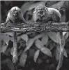  ?? LEO CORREA/AP ?? Golden lion tamarins sit on a branch in the Atlantic Forest in Silva Jardim, Brazil.