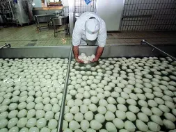  ?? ?? La lavorazion­e di mozzarella in un caseificio dell’area Dop