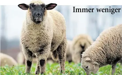  ?? DPA-BILD: SCHULZE ?? Die Schafzucht in Deutschlan­d lohnt sich kaum noch, der Aufwand ist oftmals viel zu groß.