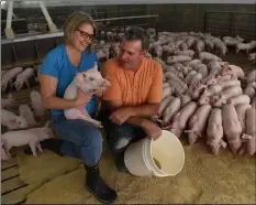  ??  ?? national Pork Board 2016 America’s Pig Farmer of the year Brad Greenway and his wife, Peggy Greenway, feed pigs in one of their wean-to-finish pig barns on their farm in mitchell, S.d.
AP ImAgeS for nATIonAl Pork BoArd/JAy PICkThorn