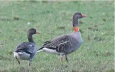  ?? Photo by Dennis Morrison ?? Greylag goose with collar showing that this bird breeds on Iceland and this year it is wintering in the Shiskine Valley.