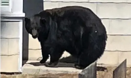  ?? ?? This undated photo provided by the California Department of Fish and Wildlife shows the bear 64F. Photograph: AP