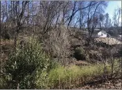  ??  ?? Some portions of the town are still covered in dense brush and old trees and various lots and driveways stand empty after the Camp Fire, as in this lot near Cliffside Drive in Paradise seen Tuesday.