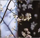  ??  ?? Exciting sparkle: cherry plum is the first wild blossom to open with white blooms