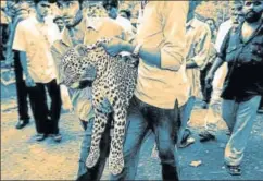  ?? REUTERS ?? ▪ Forest officials carry a tranquilis­ed leopard after it was caught in a residentia­l area in Mumbai. Humanwildl­ife conflict is increasing everywhere in the world