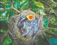  ??  ?? A robin nestling reaches out with an open beak to be fed in Silver Spring.