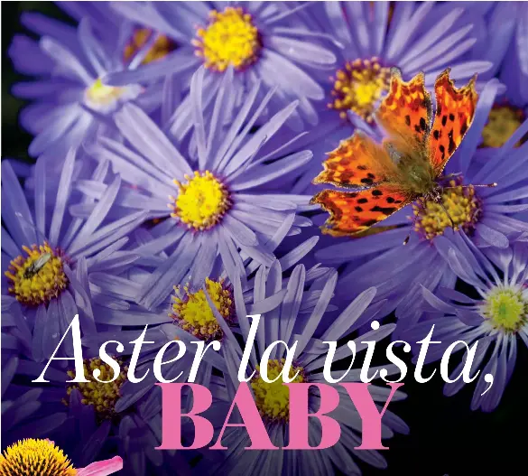 Aster la vista, BABY PressReader