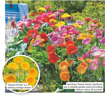  ??  ?? ‘Sweet Honey’ is a striking orange shade Garvinea ‘Sweet Series’ gerberas are a reliable garden plant providing riotous colour all summer