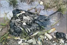  ?? — Photo by Rhonda Hayward/The Telegram ?? A group of dead birds were discovered near a cellular tower in Conception Bay South by a man walking his dog Thursday evening.