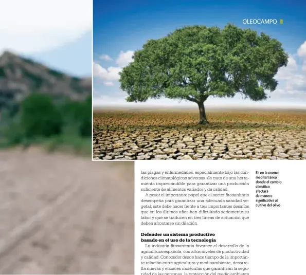  ??  ?? Es en la cuenca mediterrán­ea donde el cambio climático afectará de manera significat­iva al cultivo del olivo