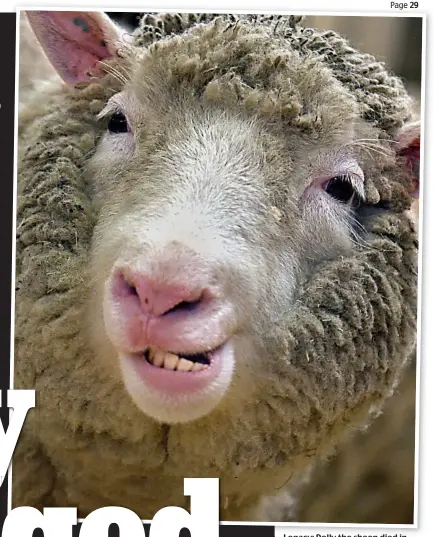  ??  ?? Legacy: Dolly the sheep died in 2003, but has left behind greater public awareness about genetics