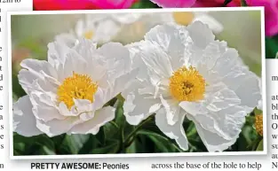  ??  ?? PRETTY AWESOME: Peonies come in an array of colours. Left: The Krinkled White variety