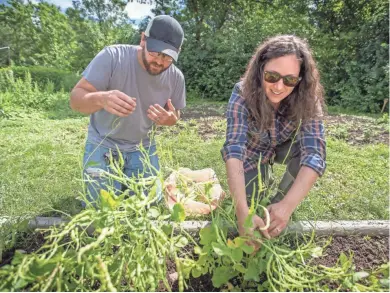  ?? GARY PORTER / FOR THE MILWAUKEE JOURNAL SENTINEL ?? Carly and Joseph Ledger harvest rat's tail radishes one June morning.