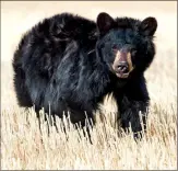  ?? Canadian Press/Kinan Echtay photo ?? Concern is growing for an injured black bear, shown in a recent handout photo, that has been spotted on the outskirts of Calgary.
