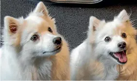  ?? PHOTO: STACY SQUIRES/STUFF ?? Shiroi Yuki ‘‘Jenny’’ and her puppy Toshiko Sato are at the centre of a pedigree breeding battle. Both are purebred Japanese spitz.