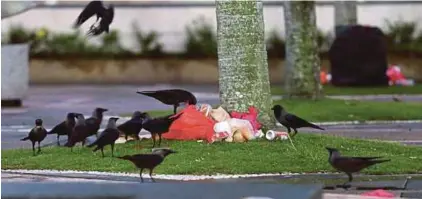  ?? NST FILE PIC ?? Crows are drawn to illegally dumped rubbish in their search for food. Crow-shooting seems not to have affected the population of these birds.