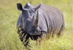  ??  ?? ALERT: The white rhino cow wakes up after DNA sampling, but is she safe from poachers?