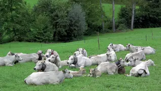  ?? Nella natura ?? Gli allevament­i di Zivieri sono immersi nel verde delle colline bolognesi