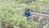  ?? THE CITY OF ST. CATHARINES ?? St. Catharines is helping to grow community gardens through a new funding program.