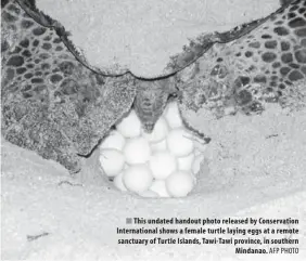  ?? AFP PHOTO ?? This undated handout photo released by Conservati­on Internatio­nal shows a female turtle laying eggs at a remote sanctuary of Turtle Islands, Tawi- Tawi province, in southern
Mindanao.