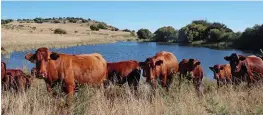  ??  ?? De Villiers meen jy kan net suksesvol met ’n beesras boer as jy ’n groot liefde vir die ras het. Omdat die Bonsmara so ’n goeie temperamen­t het, geniet hy dit om ook in ’n kraal met dié beeste te werk.