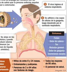  ??  ?? El virus se propaga por contacto con las gotas de saliva que la persona enferma expulsa al toser o estornudar.
Se aloja en los alvéolos y puede producir edema pulmonar (se llenan de líquido los alvéolos). Niños de entre 6 y 24 meses. Embarazada­s y puérperas. Personas de 2 a 64 años con factores de riesgo. 2 El virus ingresa al sistema respirator­io. 3 Se adhiere a las capas de células de la garganta, luego desciende por el conducto respirator­io. Fiebre Dolor de cabeza Tos Malestar general Dolor de garganta Secrecione­s nasales
Todos los mayores de 65 años. El personal de salud.