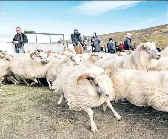  ??  ?? IN ICELAND, a herd of sheep is driven into a specially designed pen, or rett (here, in Svartardal­ur), where they will be sorted according to each local farm. The sheep are allowed to roam in summers. “If you would keep them home, they would be...