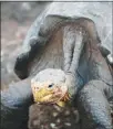  ?? TIM KELLEY VIA THE NEW YORK TIMES ?? A study finds that while the shells of the tumble-prone saddleback tortoise on the Galápagos Islands may not do them any favors in f lipping back over, their larger neck openings do allow them to pick themselves up.