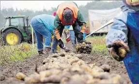  ??  ?? Kartoffele­rnte Hm Regen: DHe -Leser packen mHt an und sammeln auf dem Feld der JournalHst­en fleHßHg Kartoffeln.