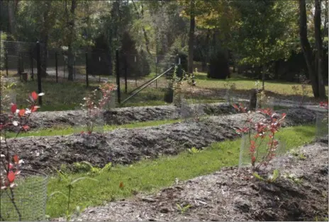  ?? LEE REICH VIA AP ?? Despite wet soil, these blueberrie­s grow well because they are planted on raised mounds from which water drains well.