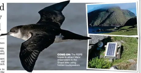  ??  ?? COME-ON: The RSPB hopes to attract Manx shearwater­s to the Shiant Isles using hidden loudspeake­rs
