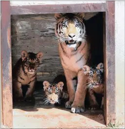  ?? PICTURE: SIMONE KLEY ?? A female Siberian Tiger with its newborn cubs at the Johannesbu­rg Zoo.